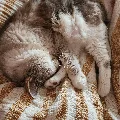 catmom